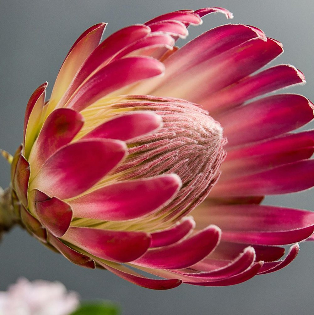 Protea