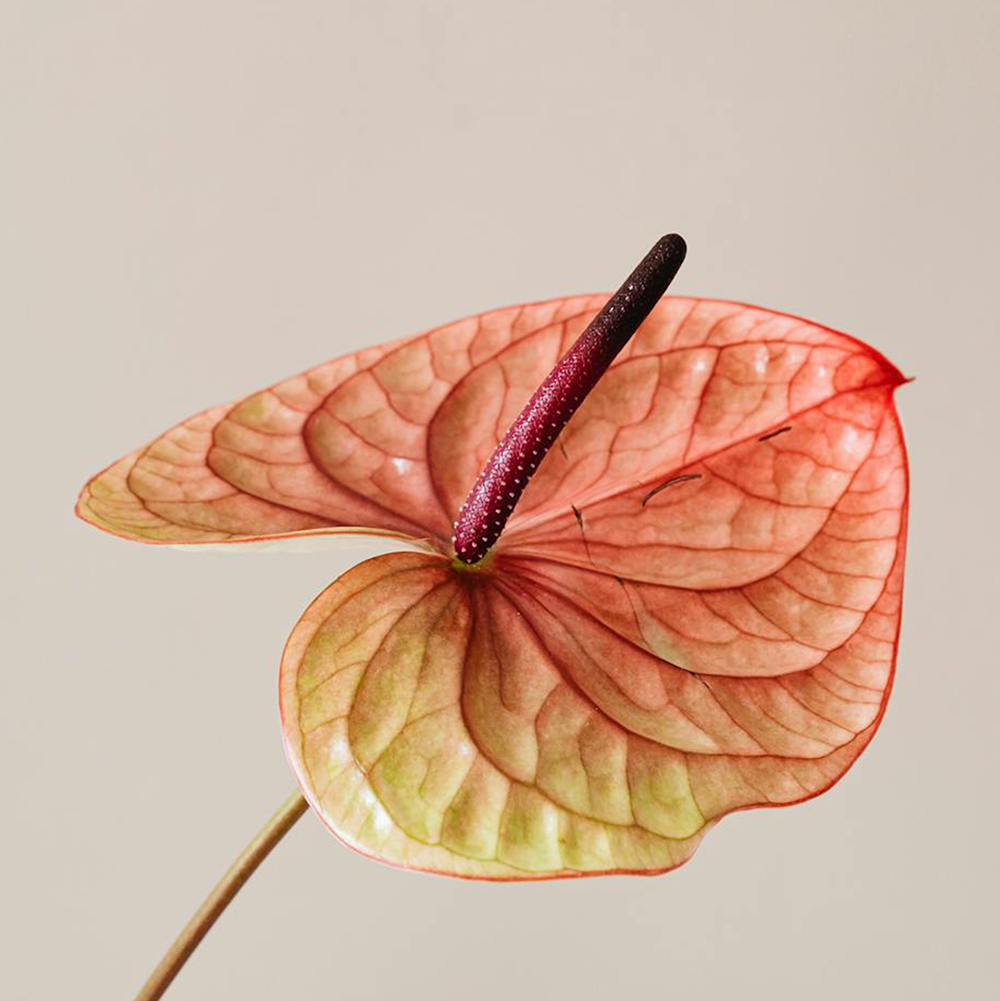 Anthurium