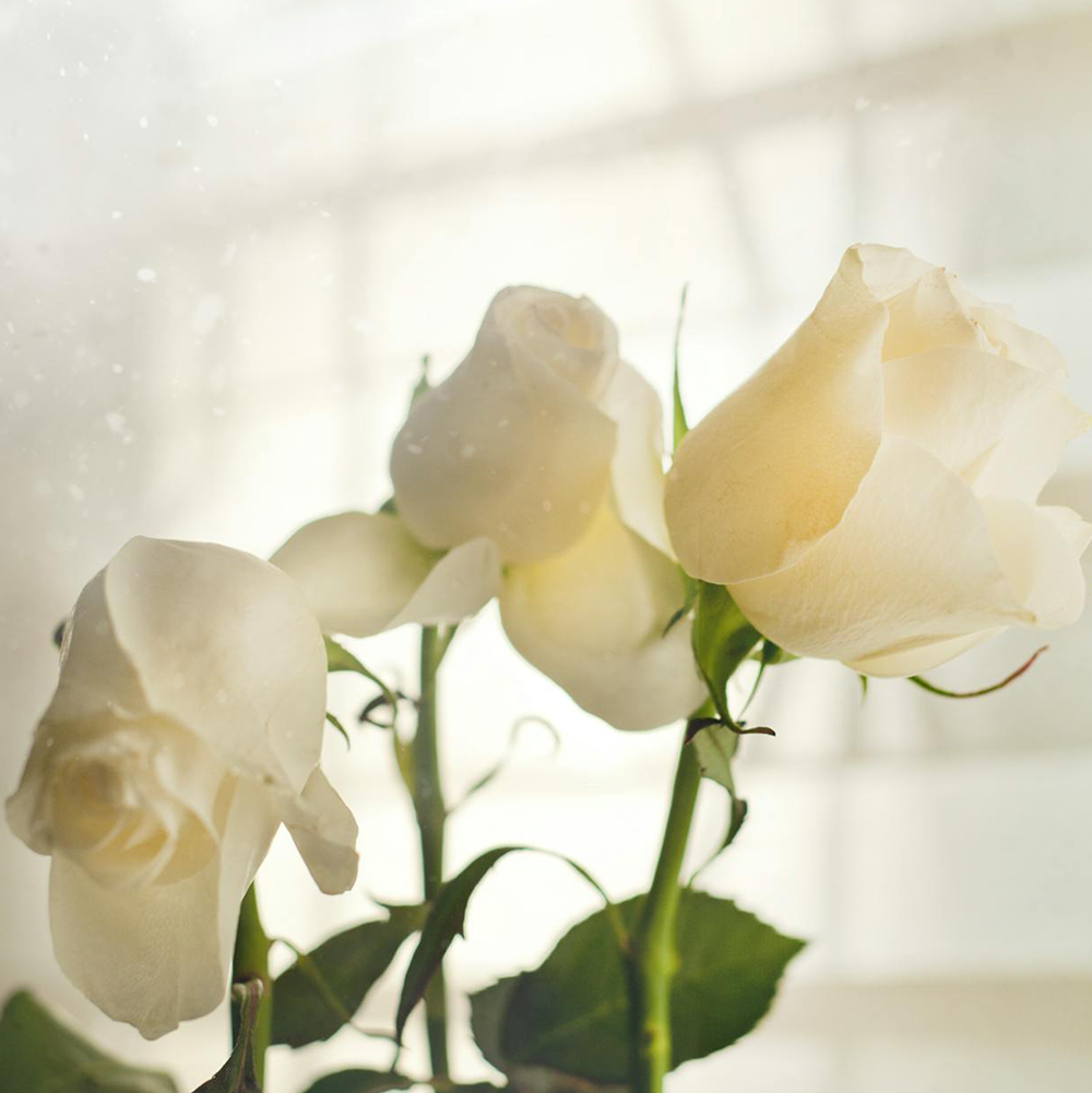 Roses blanches