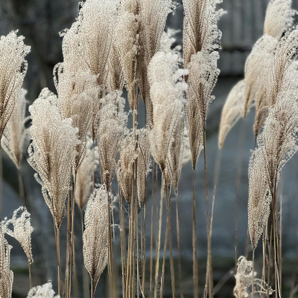 Miscanthus