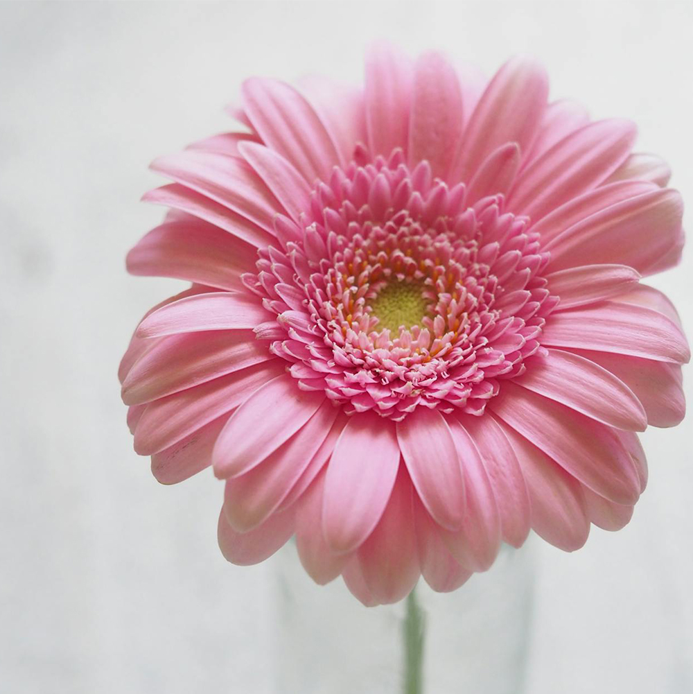 Gerbera