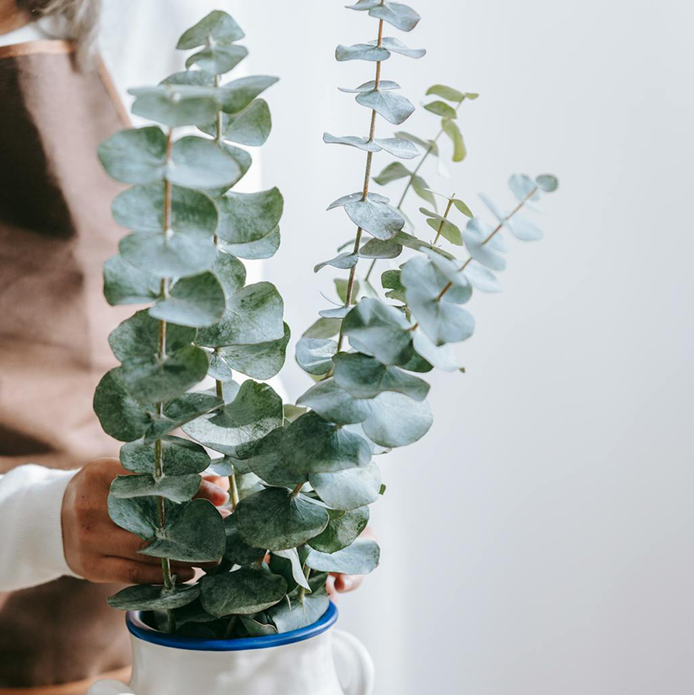 Eucalyptus