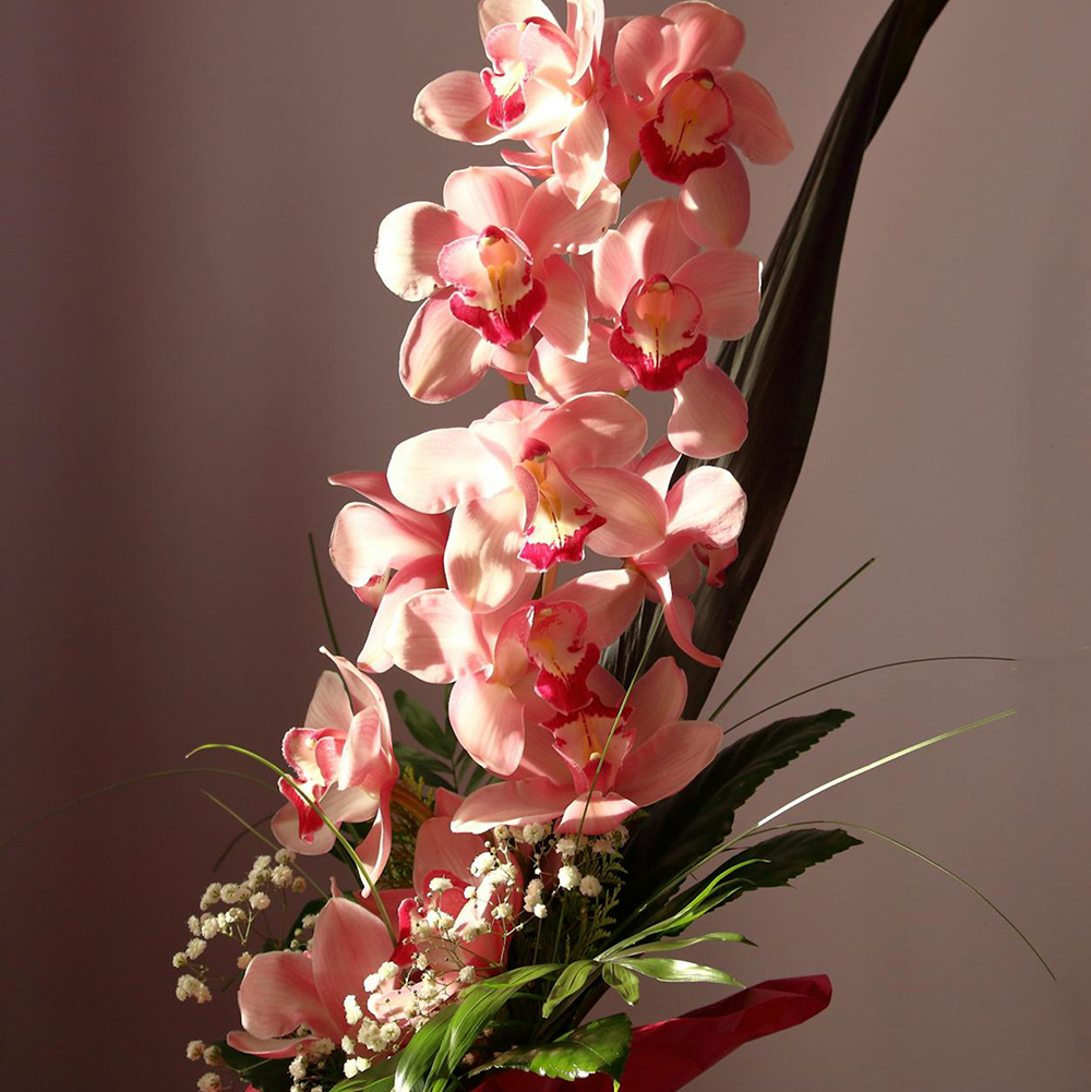 Orchidée