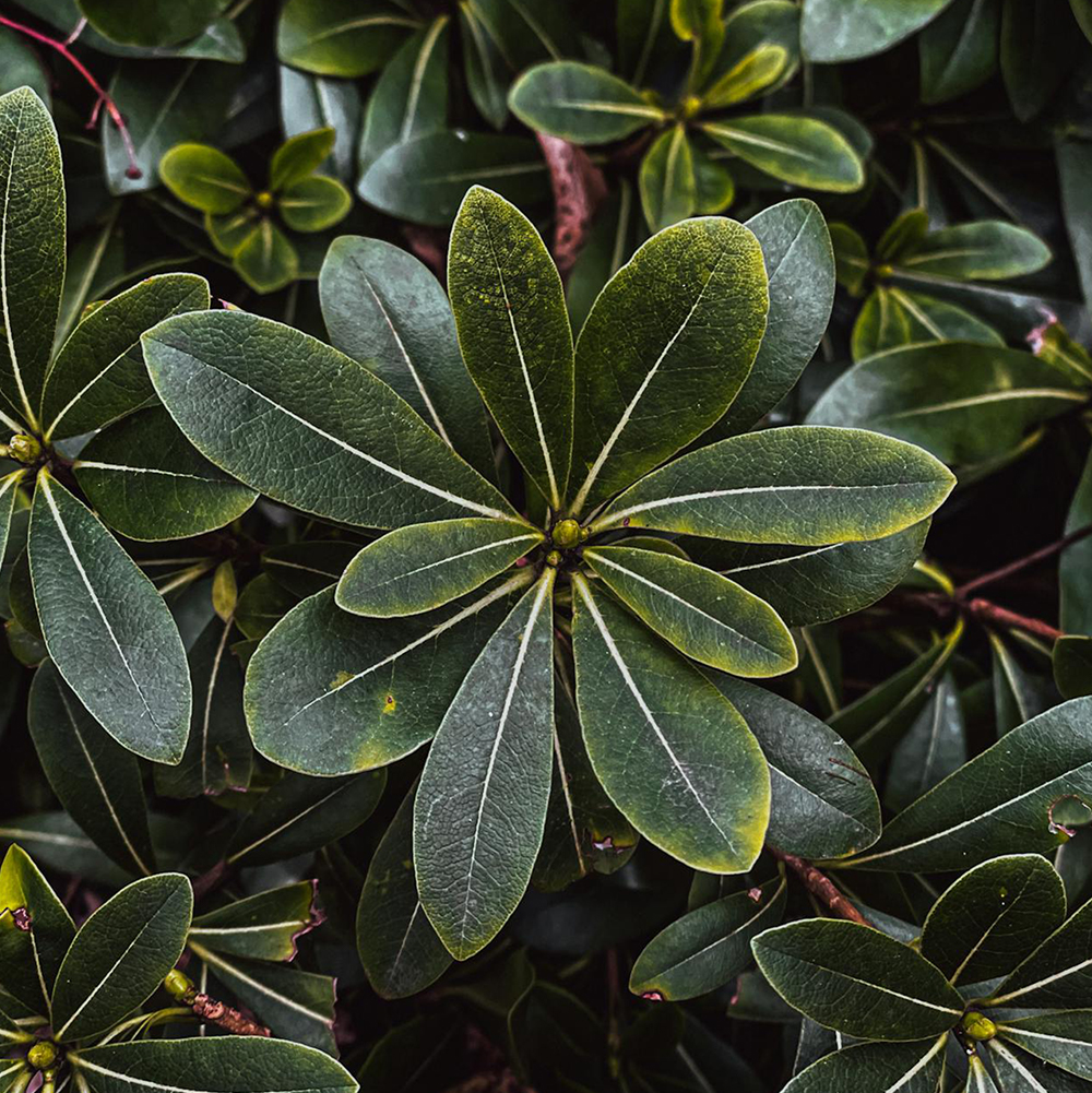 Pittosporum