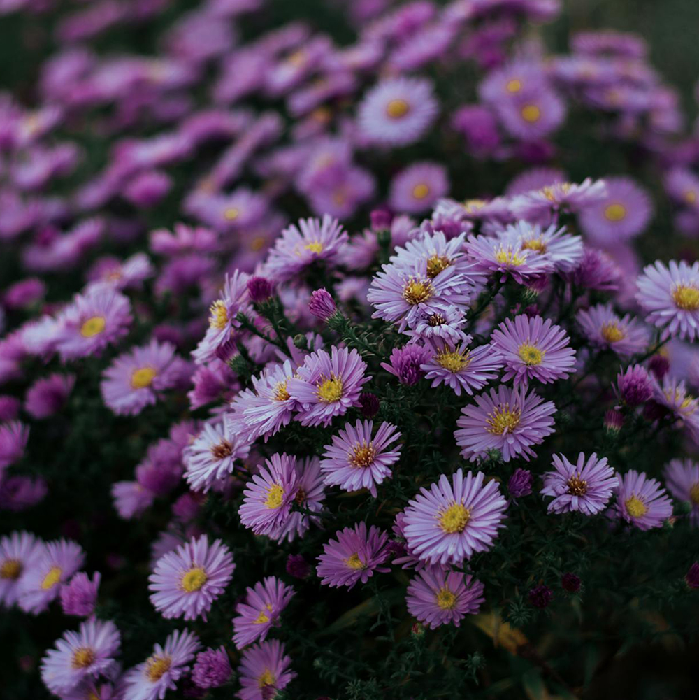 Aster