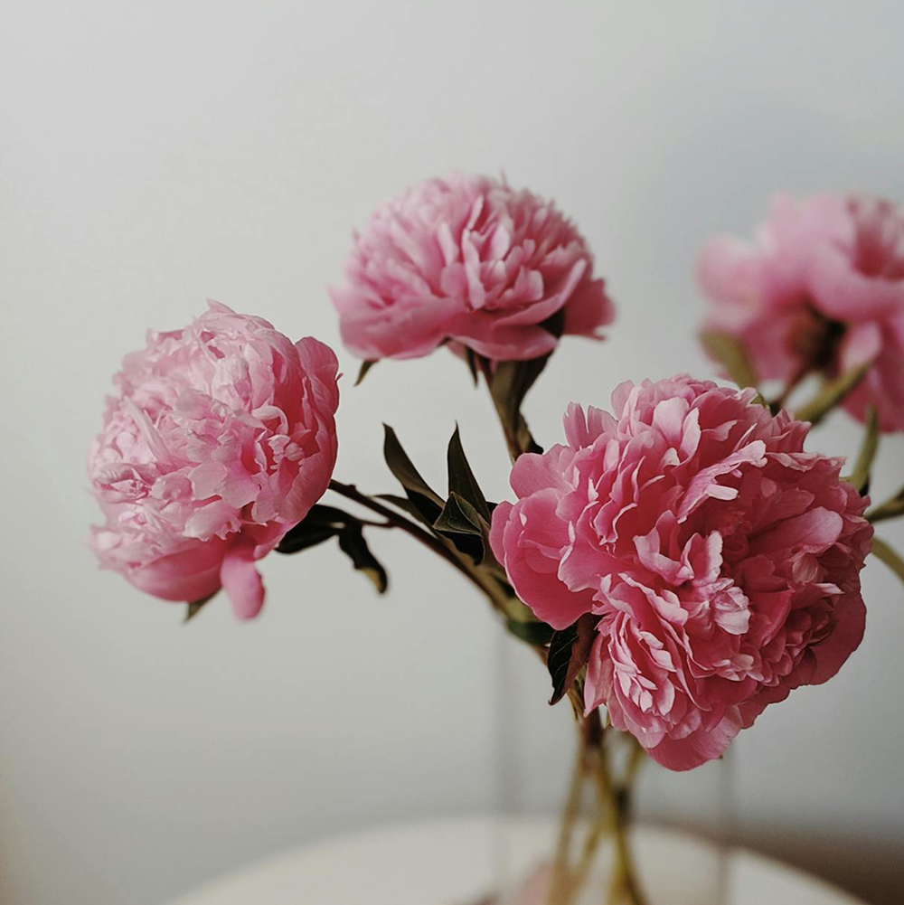 Pivoine