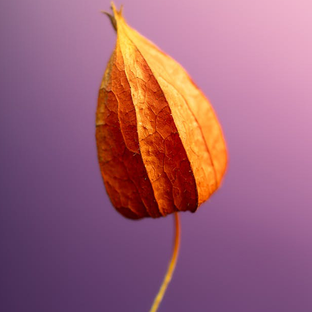 Physalis