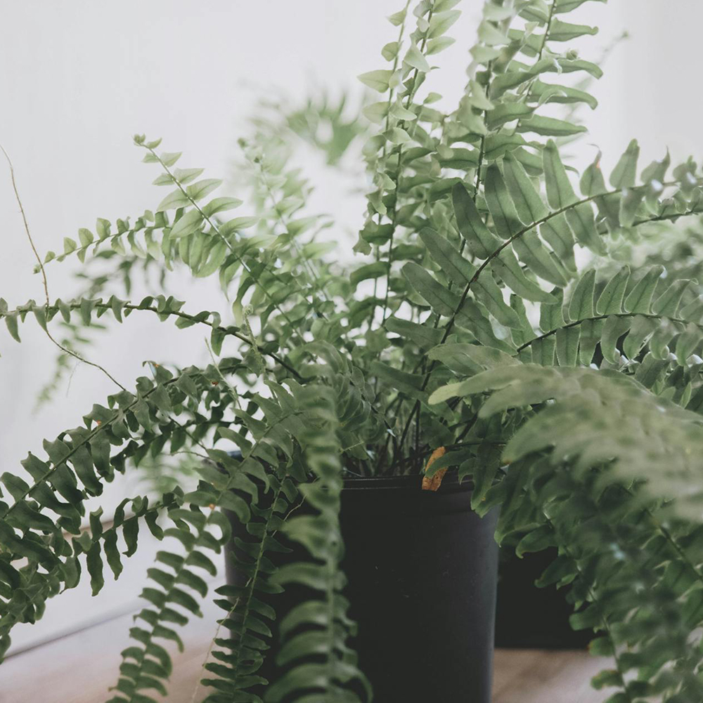 Nephrolepis