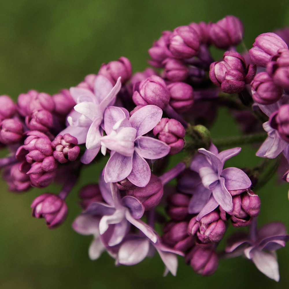 Lilas