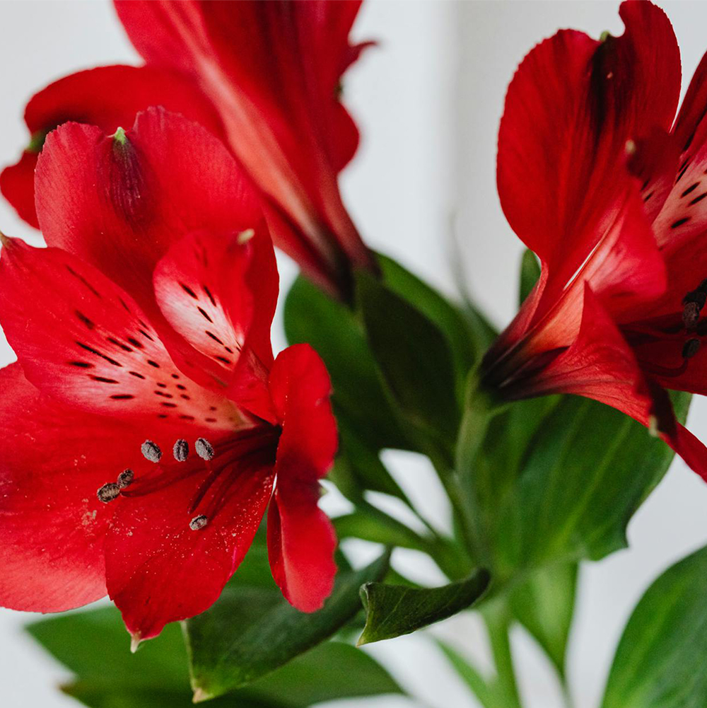 Alstroemeria