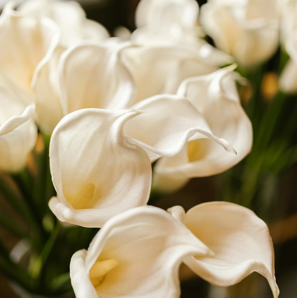 Callas
