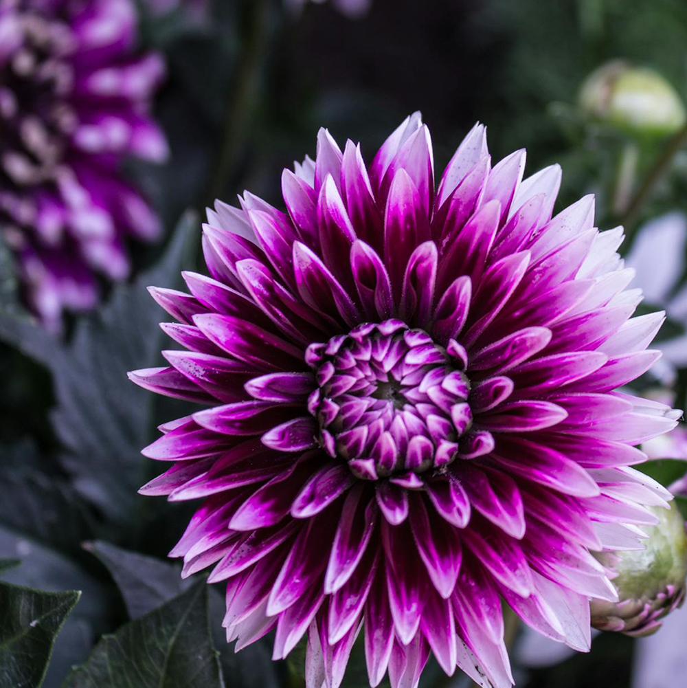 Dahlia