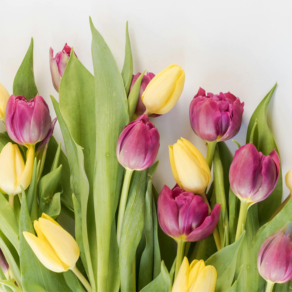 Tulipes