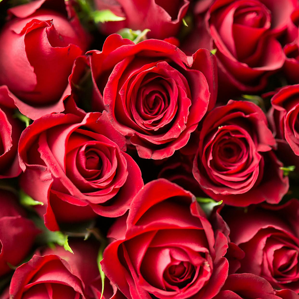 Roses rouges