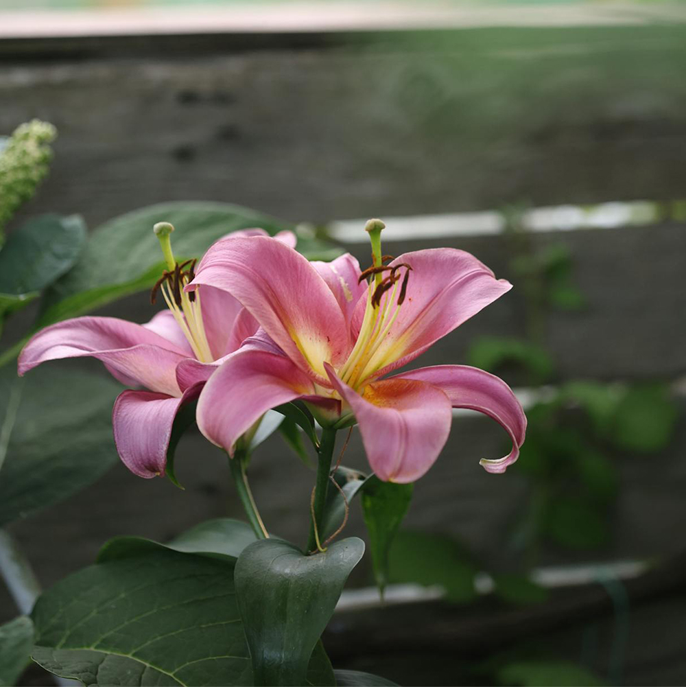 Lys