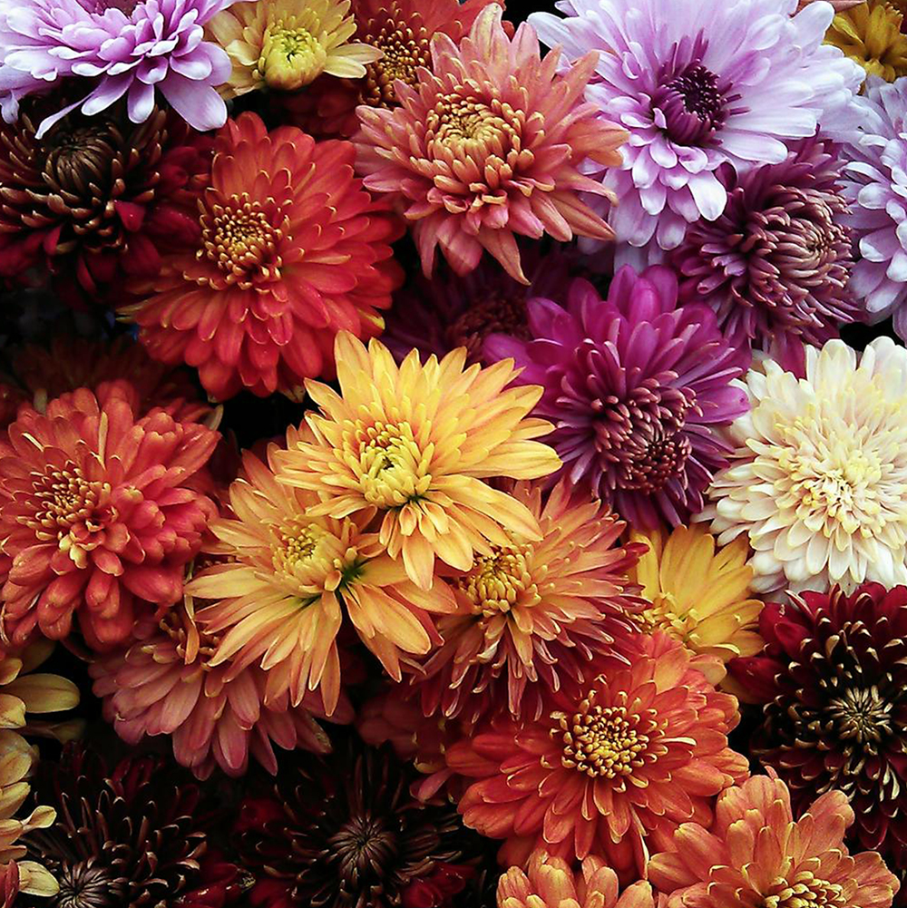 Chrysanthèmes
