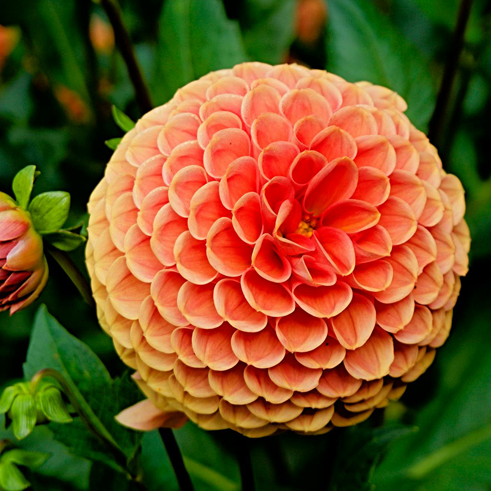 Dahlia pompon