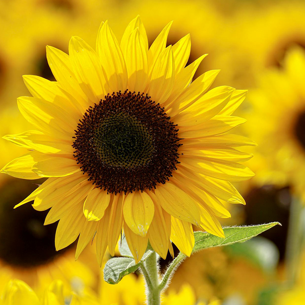 Tournesol